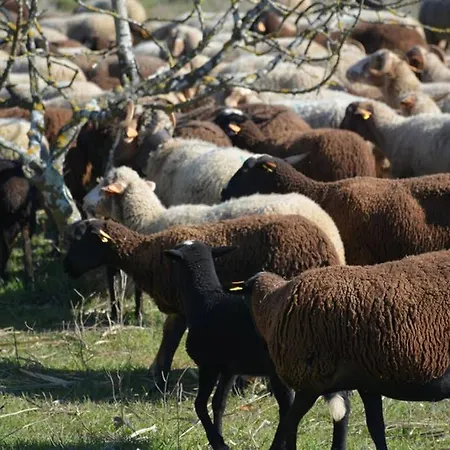 Pateo Da Memoria Casa Do Pintor